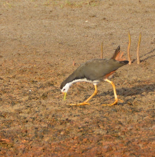 White-breasted water hen