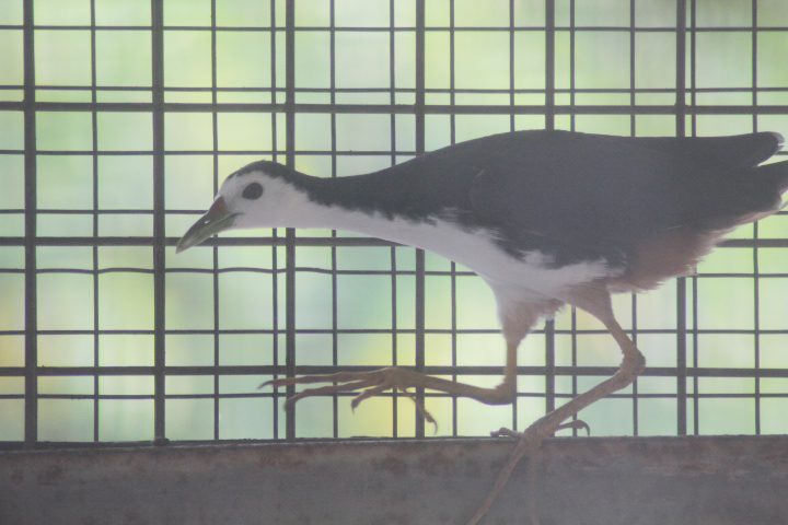 White-breasted waterhen (Amaurornis phoenicurus javanicus)