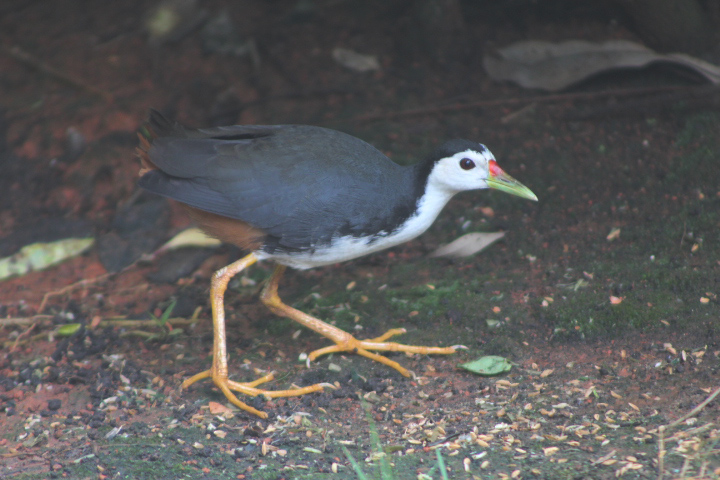 White-breasted waterhen (Amaurornis phoenicurus phoenicurus) - Jakarta Bird Land