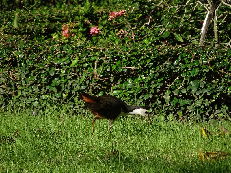 White-breasted waterhen (Amaurornis phoenicurus phoenicurus)