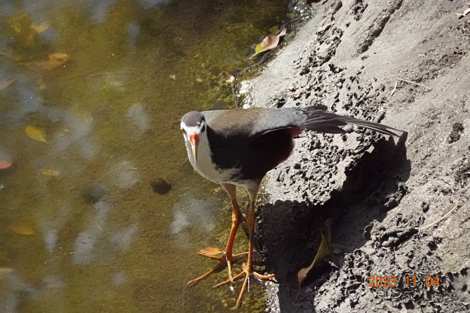 White-breasted Waterhen (Amaurornis phoenicurus)