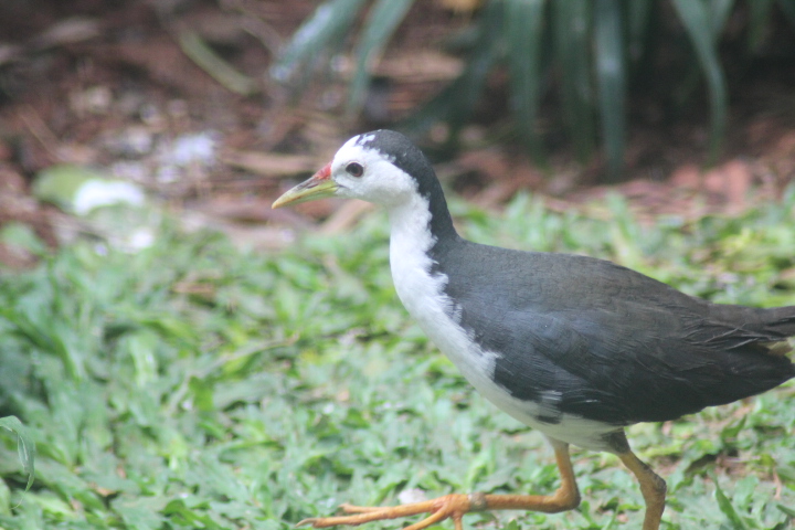 White-breasted waterhen (Amaurornis phoenicurus)