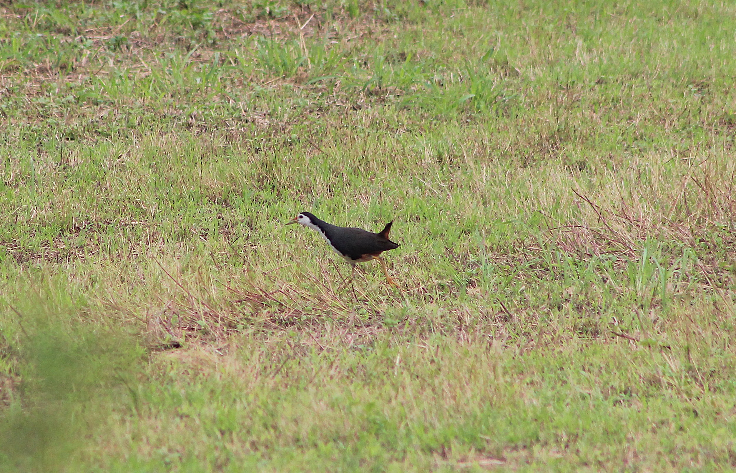 White-breasted Waterhen (Amaurornis phoenicurus)