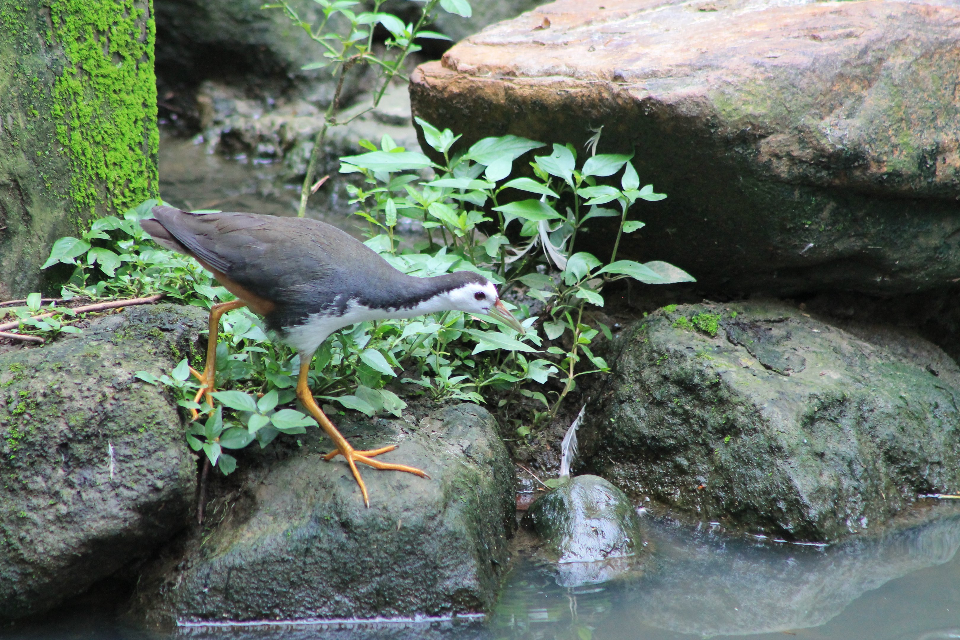 White-breasted Waterhen (Amaurornis phoenicurus)