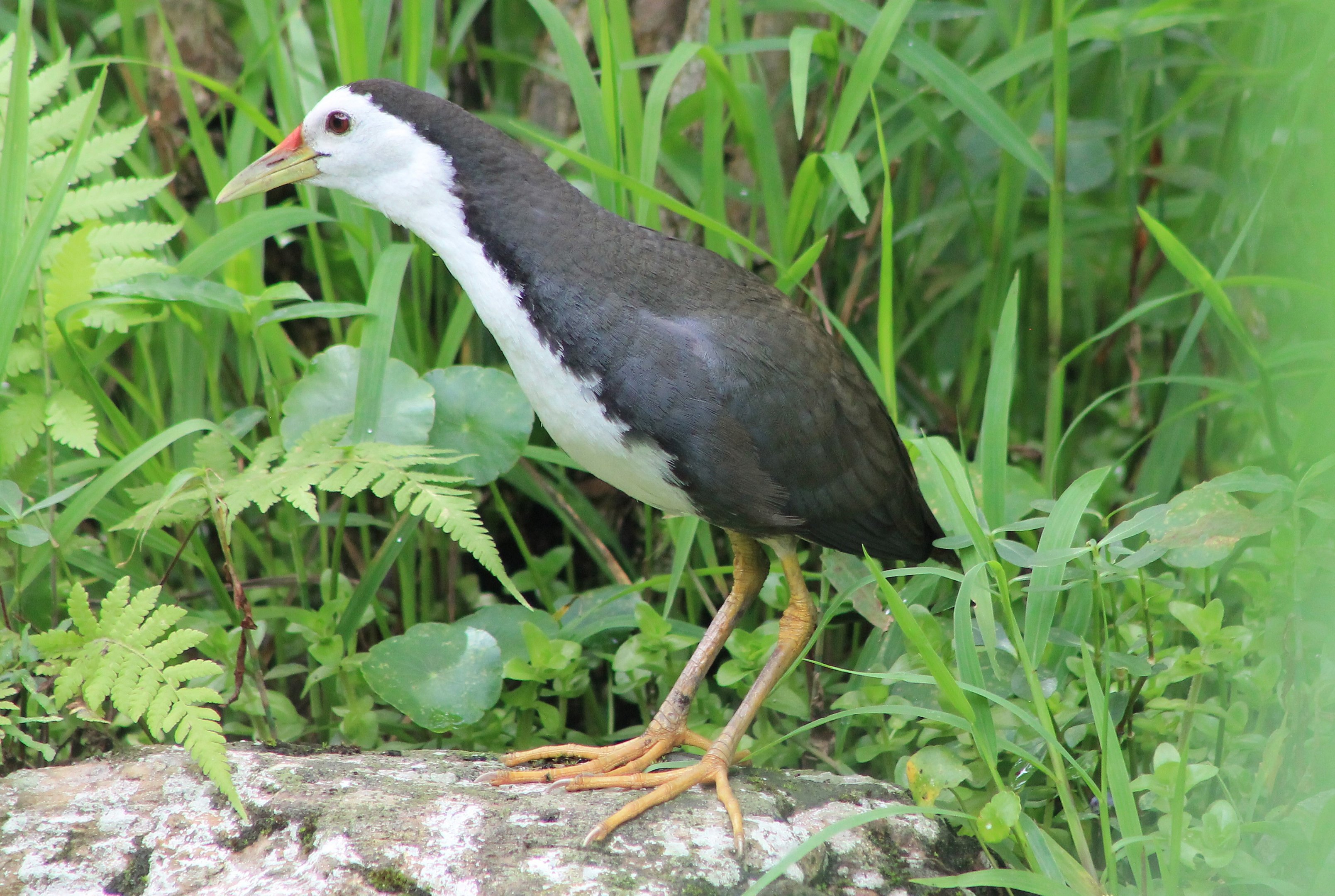 White-breasted Waterhen (Amaurornis phoenicurus)