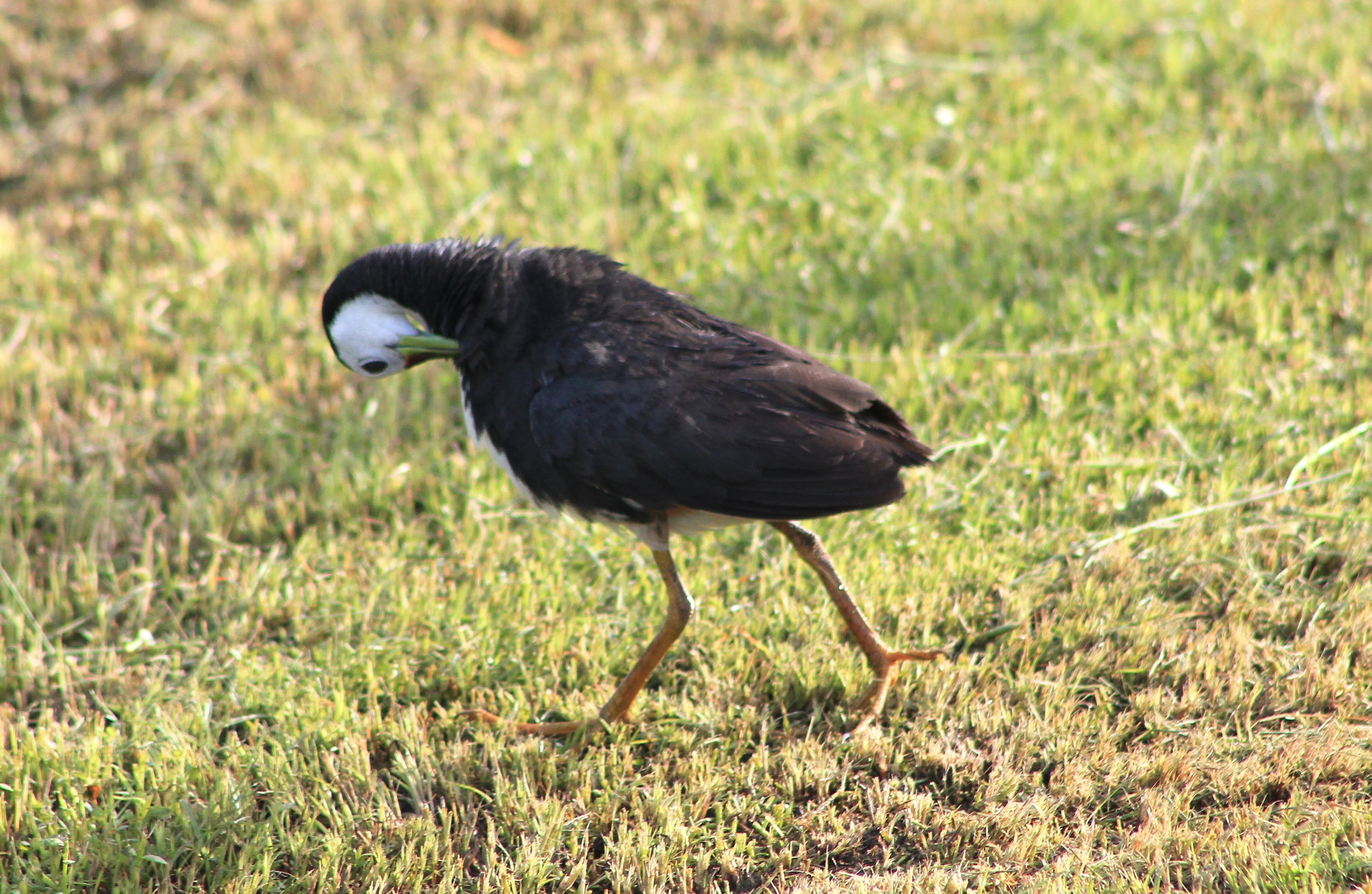 White-breasted Waterhen (Amaurornis phoenicurus)