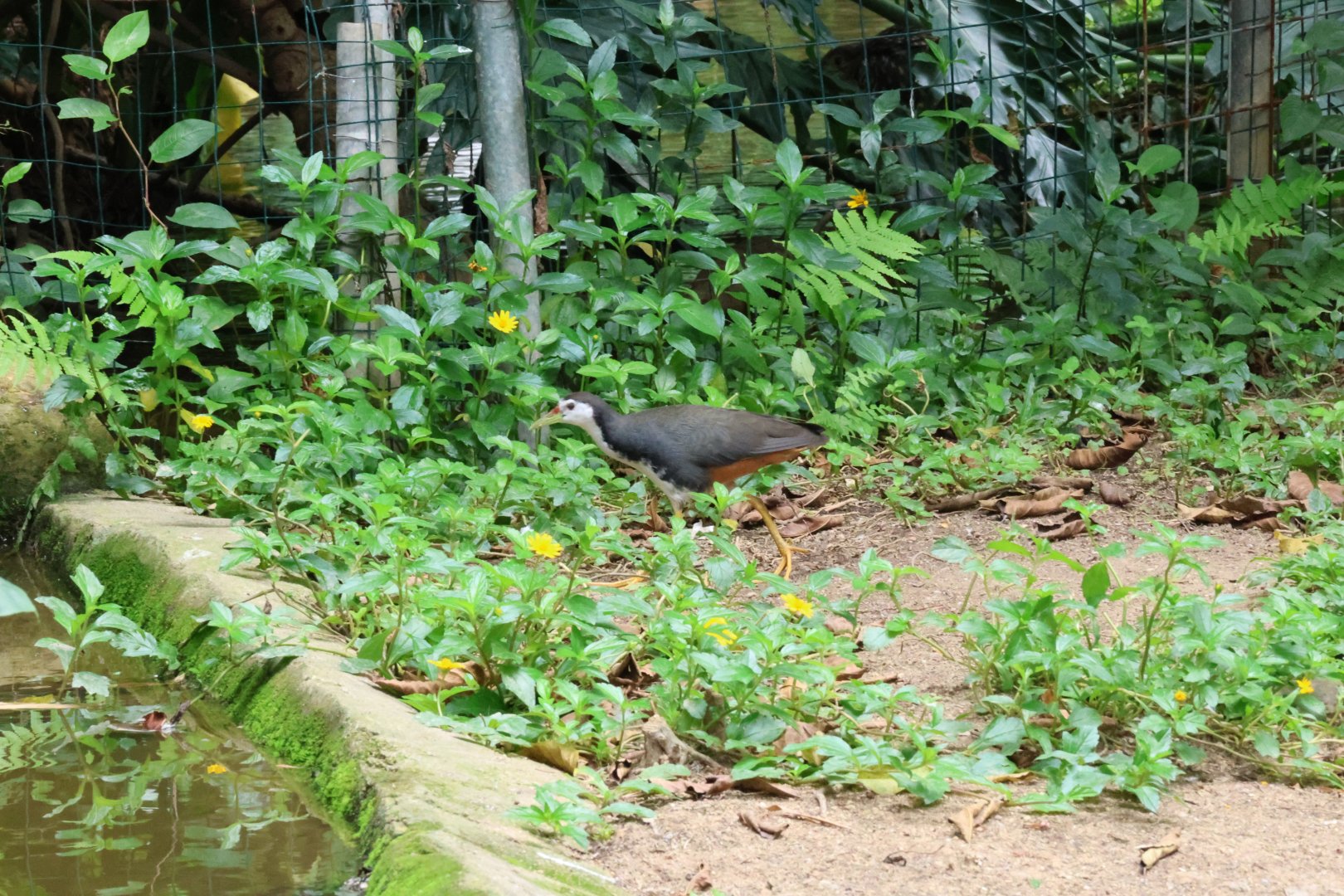 White-breasted waterhen (Amaurornis phoenicurus)
