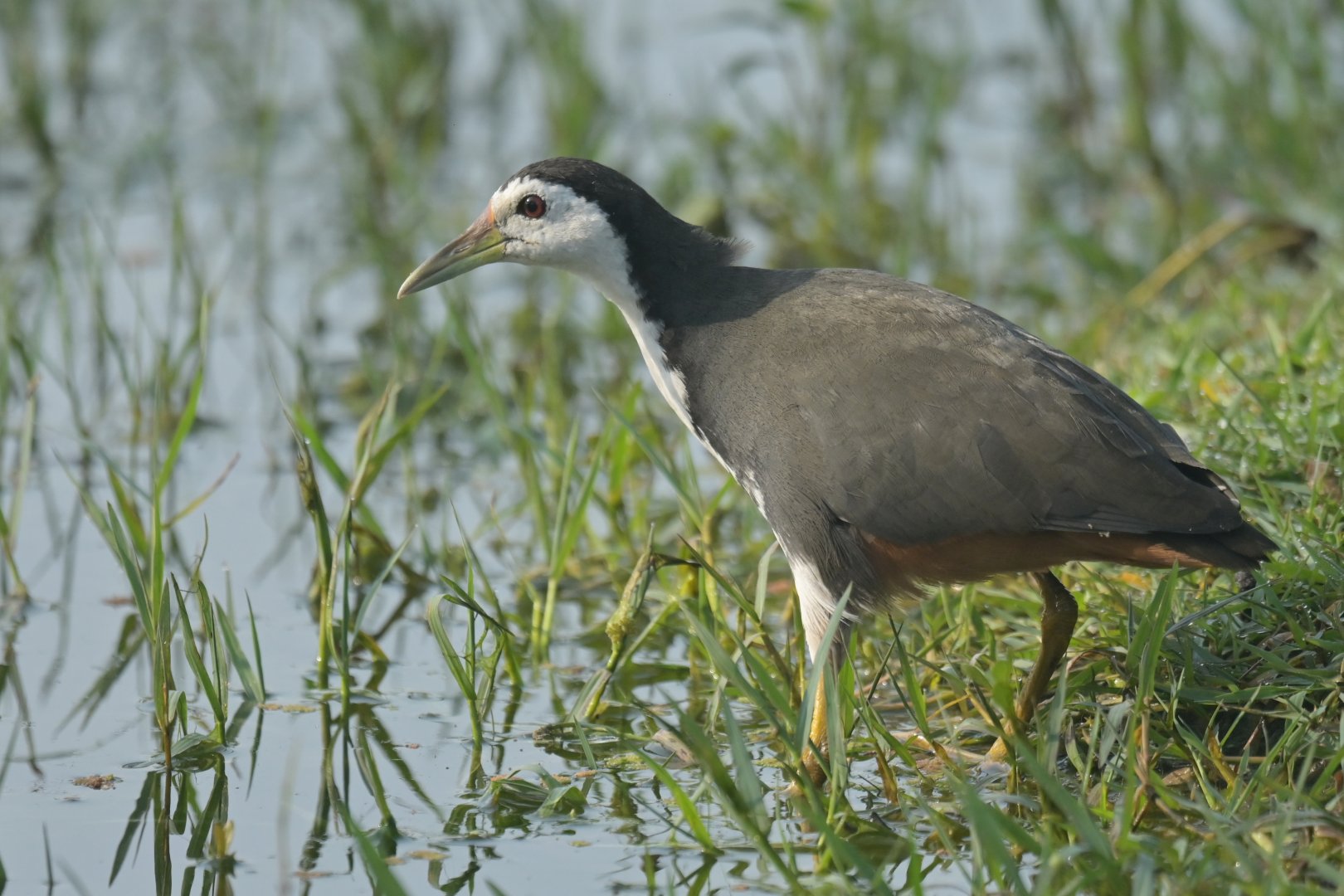White-breasted Waterhen Amaurornis phoenicurus