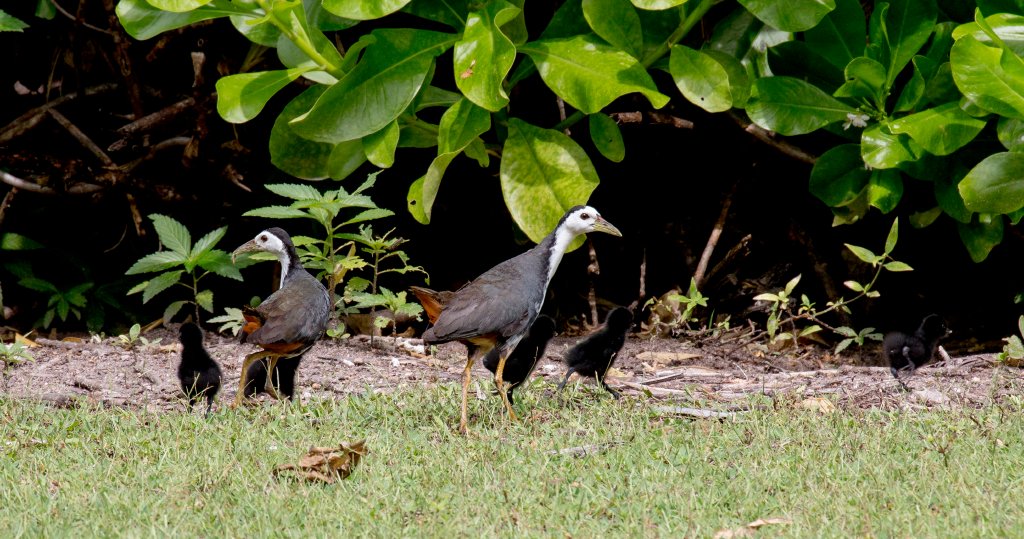White-breasted Waterhen & chicks