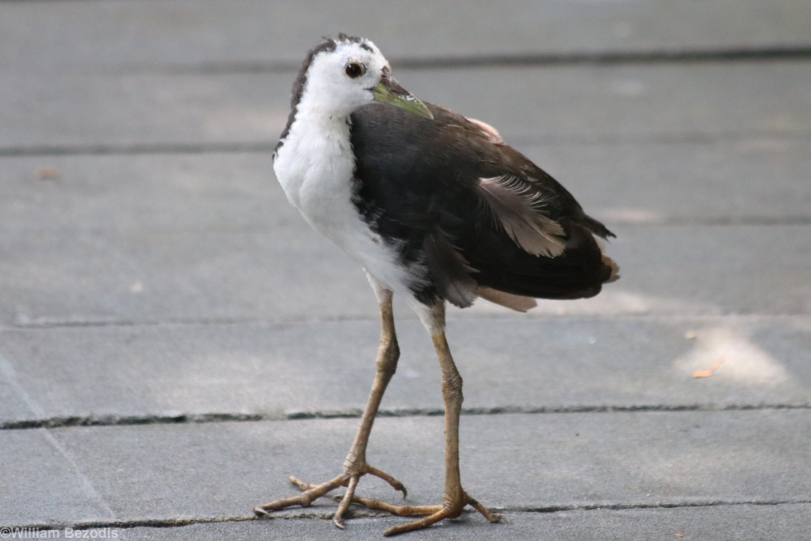 White-breasted Waterhen - Sungei Buloh