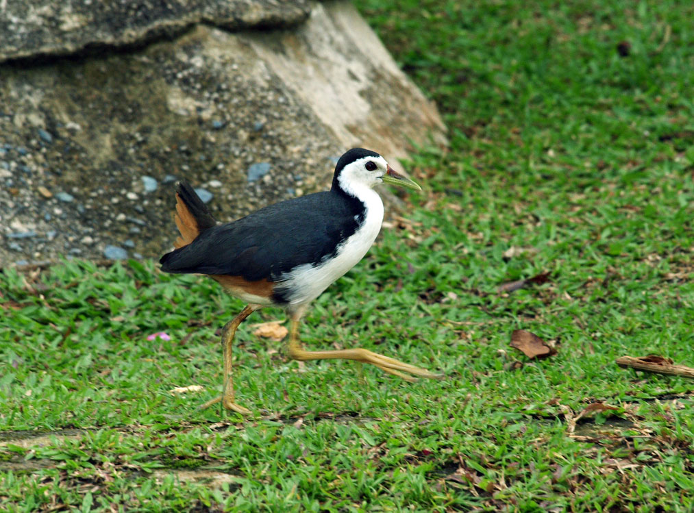White-breasted waterhen (wild)