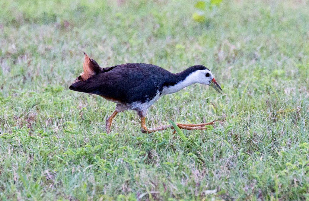 White-breasted Waterhen
