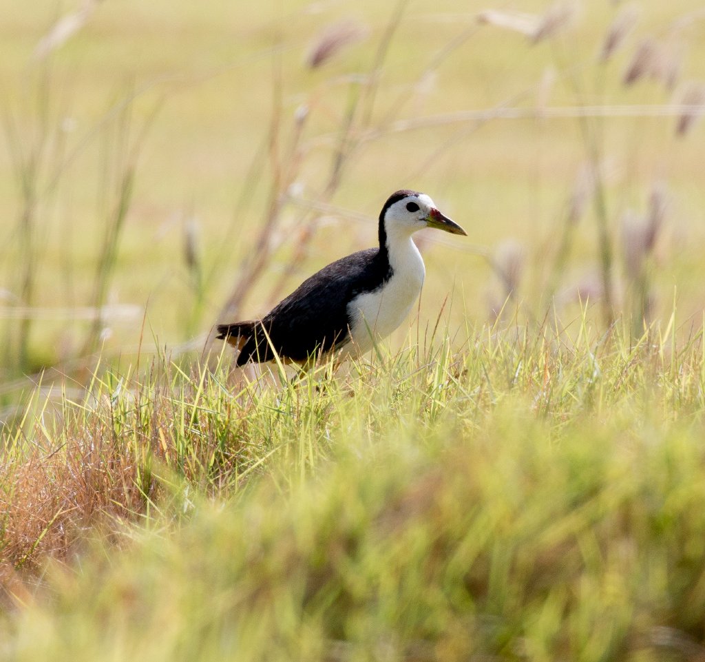 White-breasted Waterhen