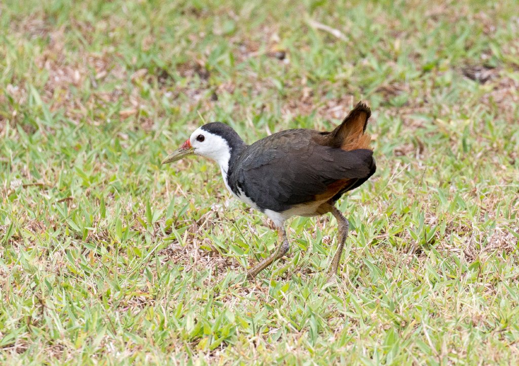 White-breasted Waterhen