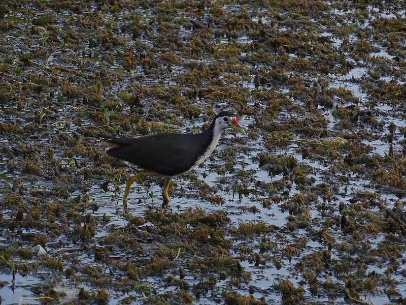 White-breasted waterhen