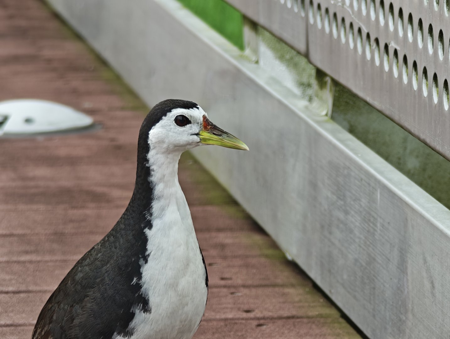 White-breasted waterhen
