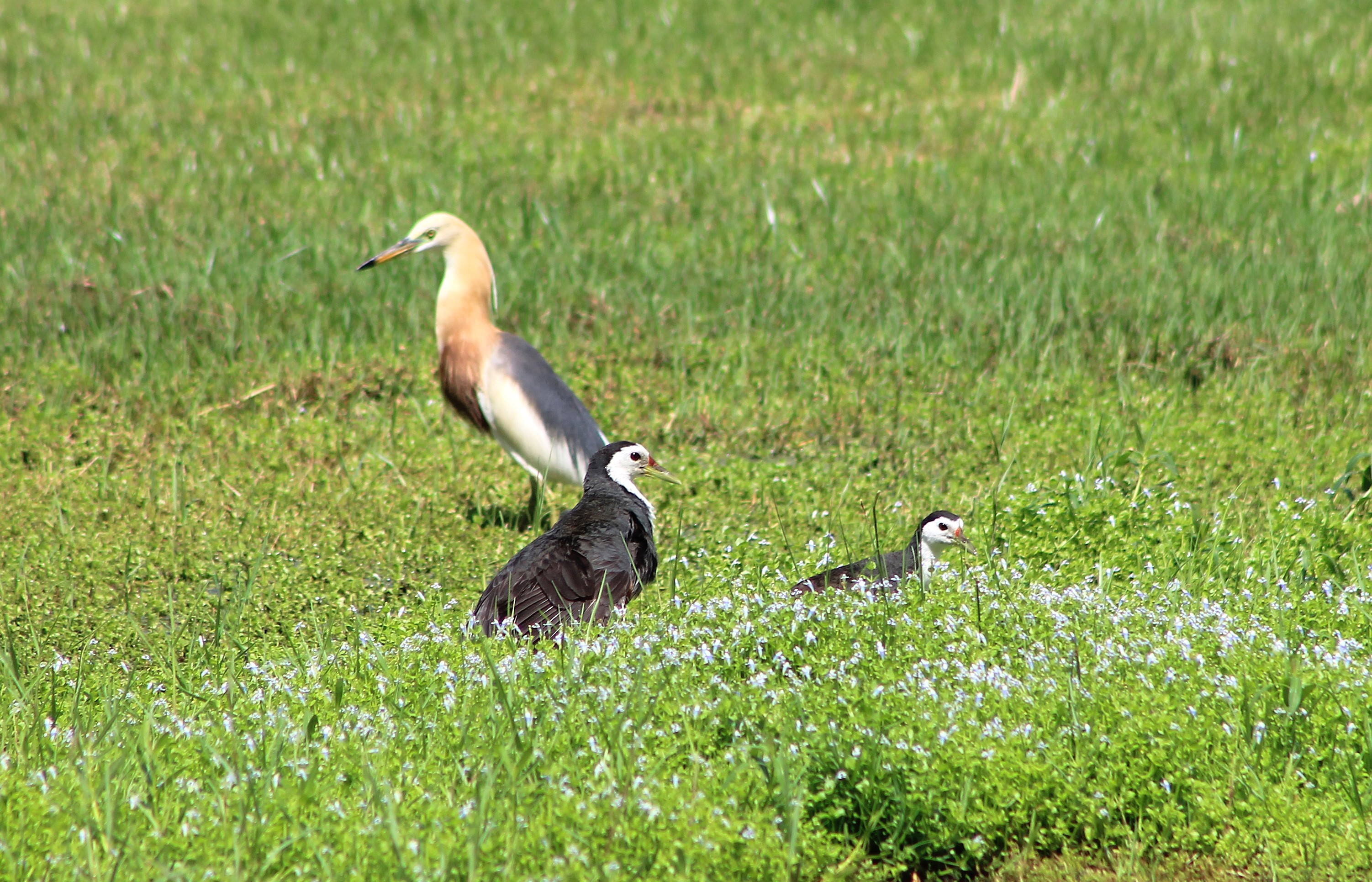 White-breasted Waterhens and Javan Pond Heron
