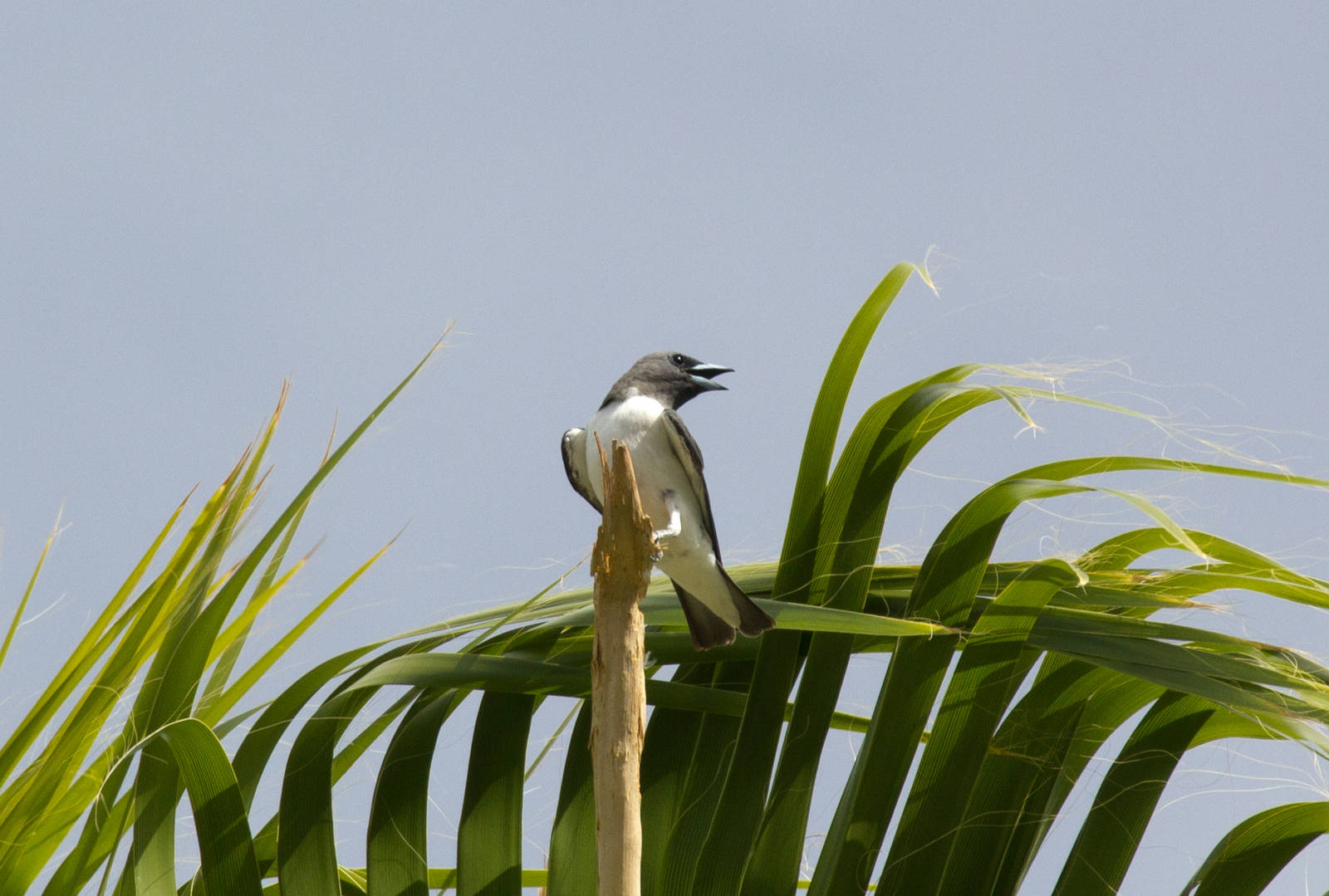 White-breasted Wood Swallow