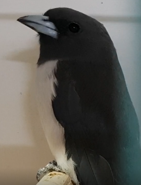 White-breasted wood-swallow