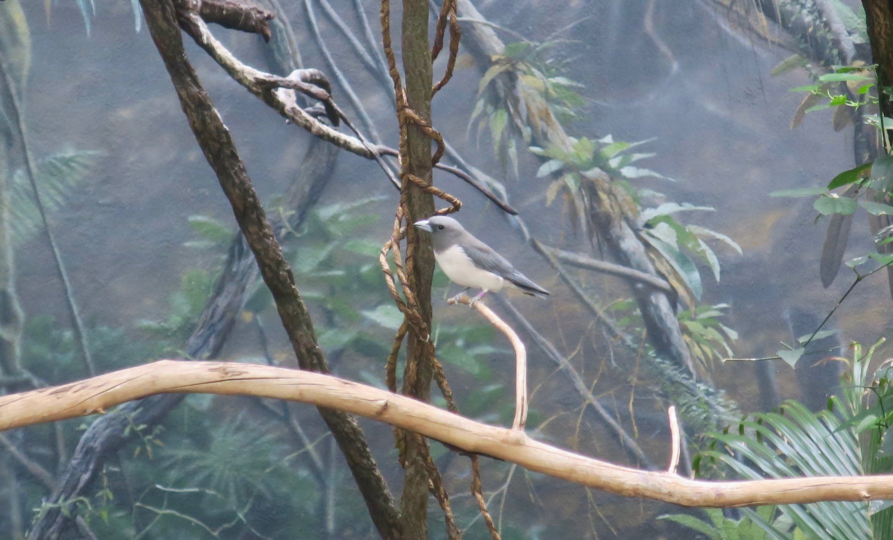 White-Breasted Woodswallow (Artamus leucorhynchus)