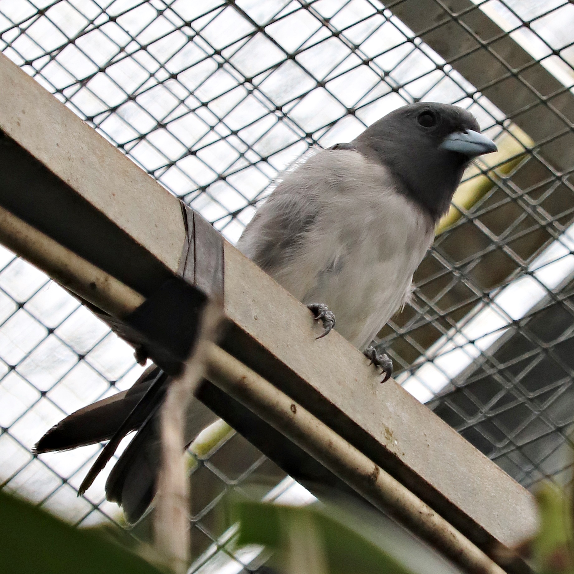 White-breasted woodswallow (Artamus leucoryn) - Paradieshalle
