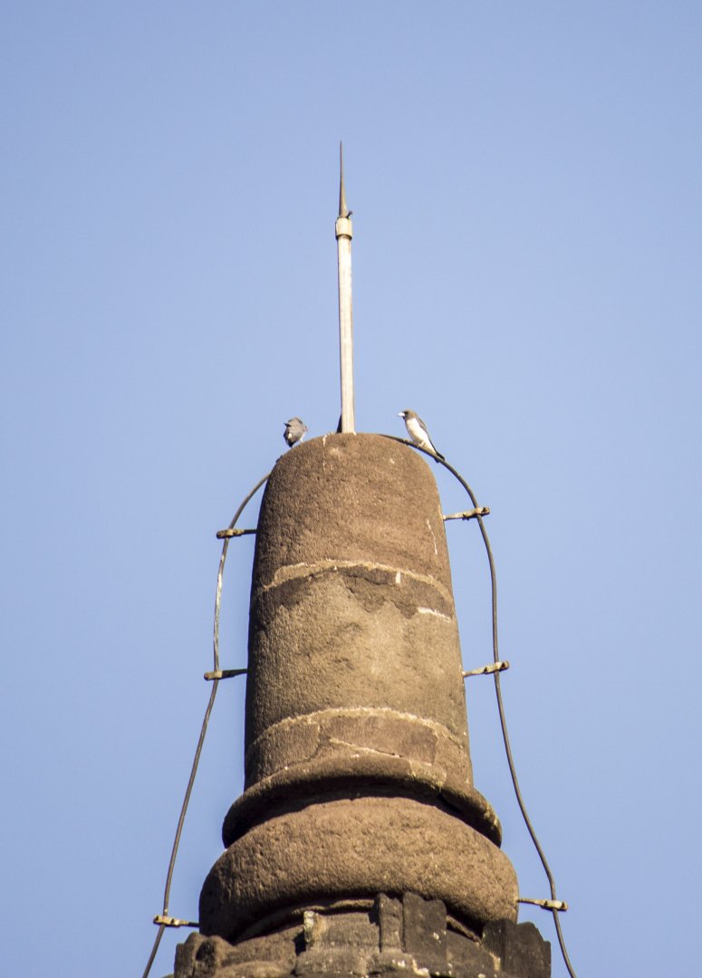 White-breasted woodswallow, Artamus leucorynchus amydrus