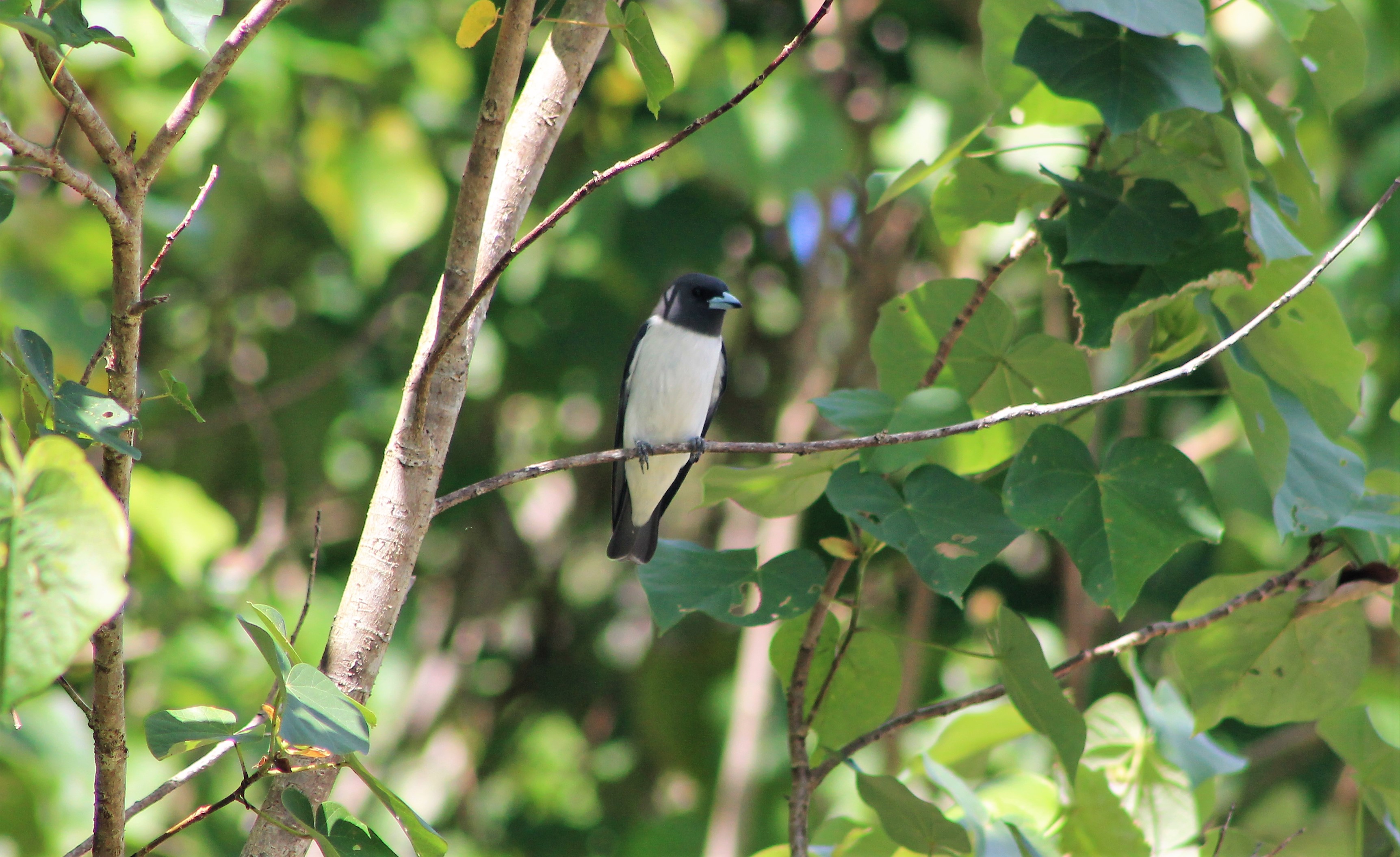 White-breasted Woodswallow (Artamus leucorynchus tenuis)