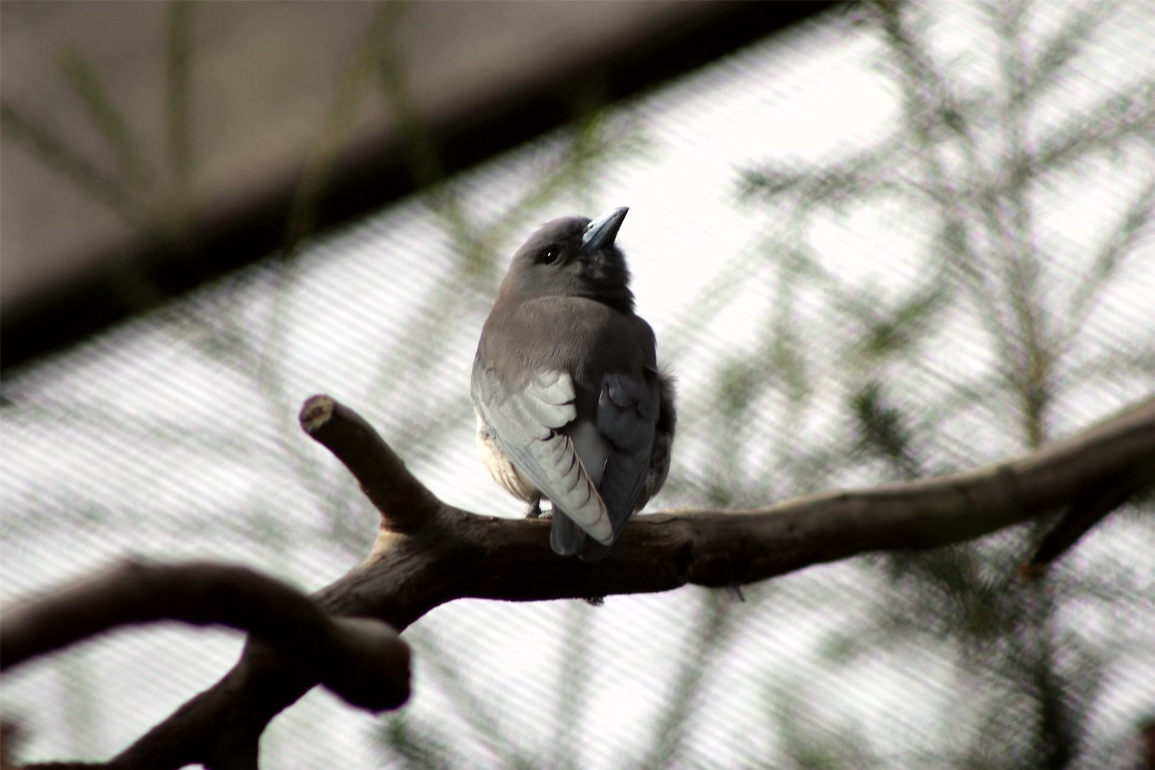 White-breasted woodswallow (Artamus leucorynchus)