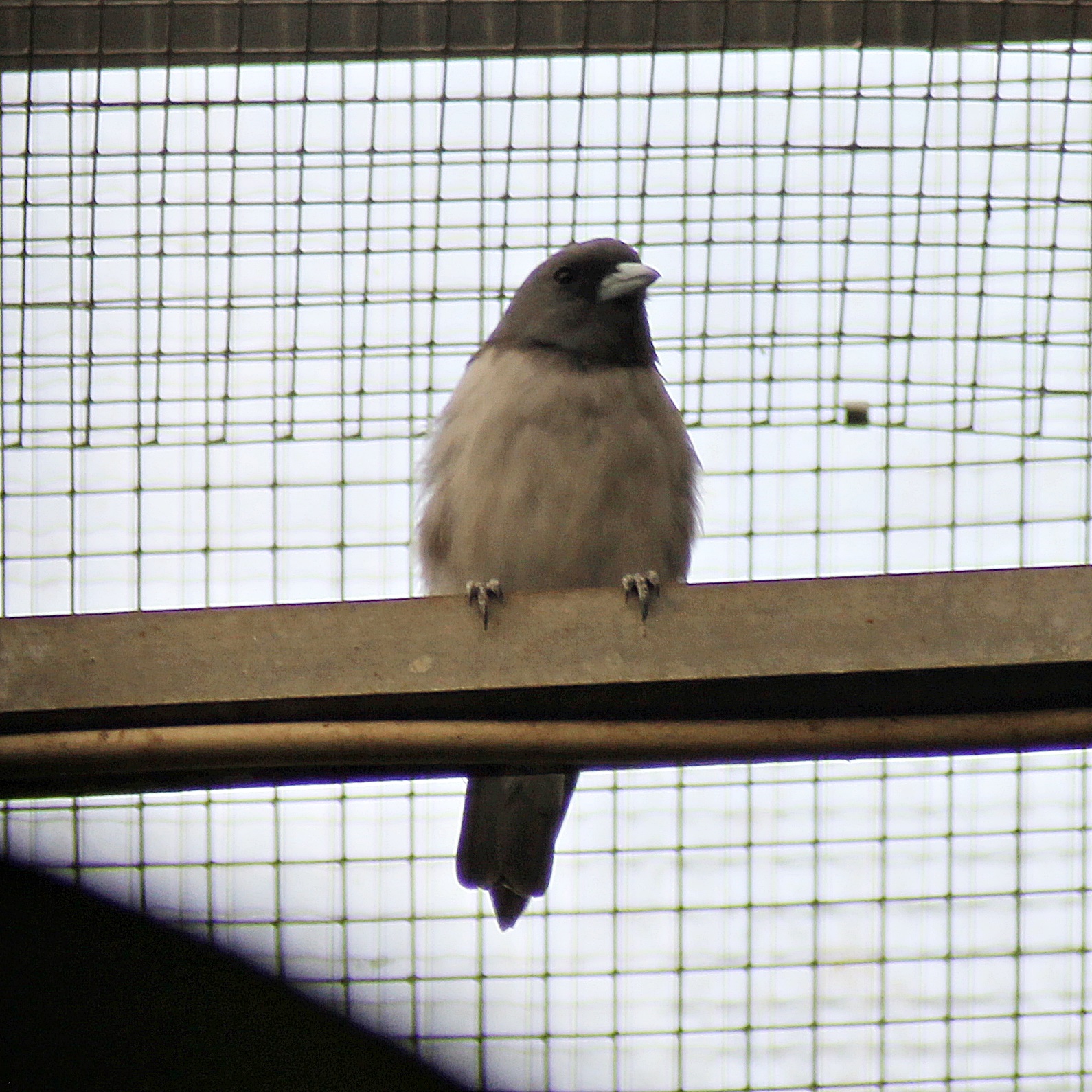 White-breasted woodswallow (Artamus leucorynchus)