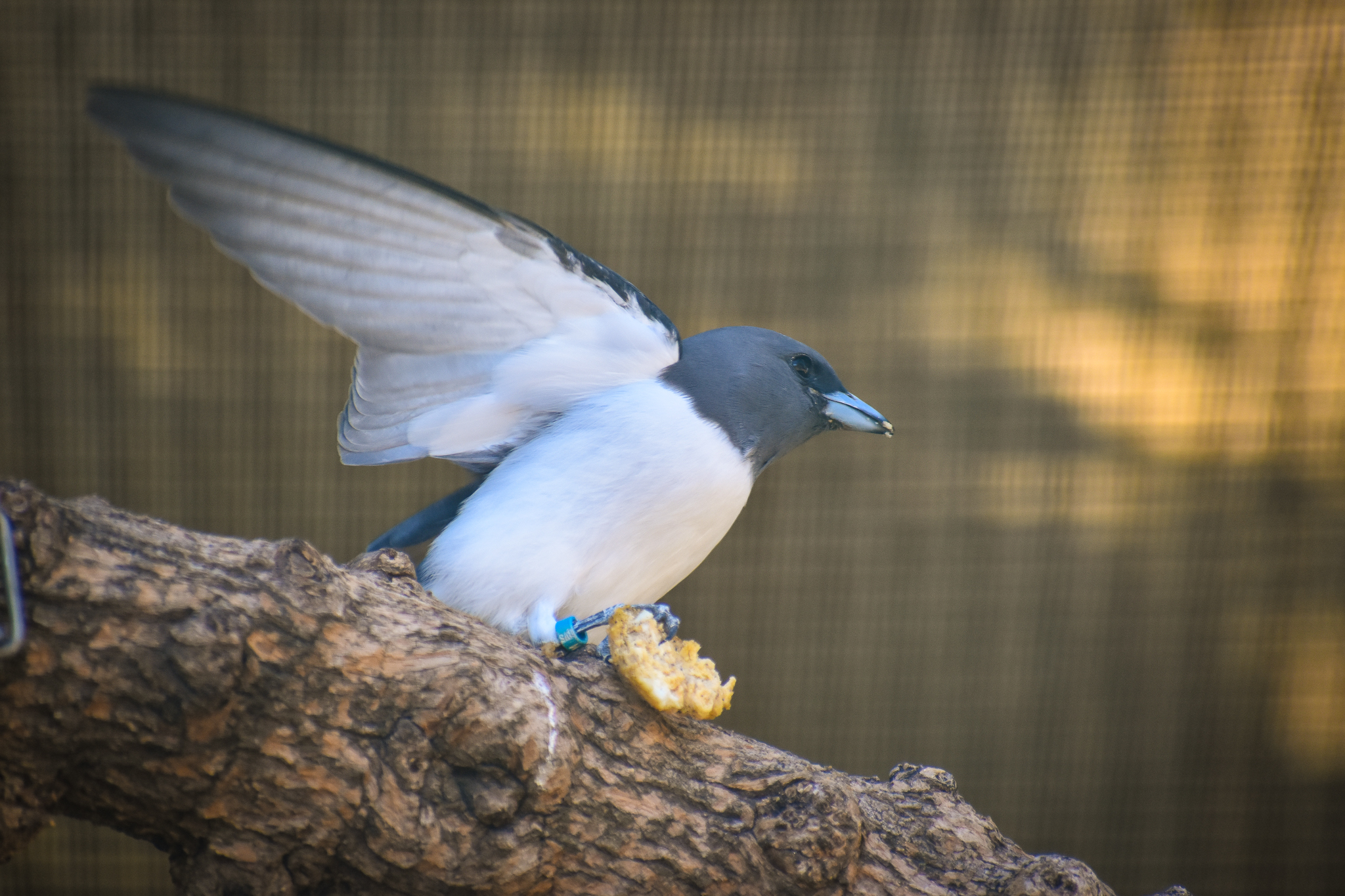 White-breasted Woodswallow (Artamus leucorynchus)