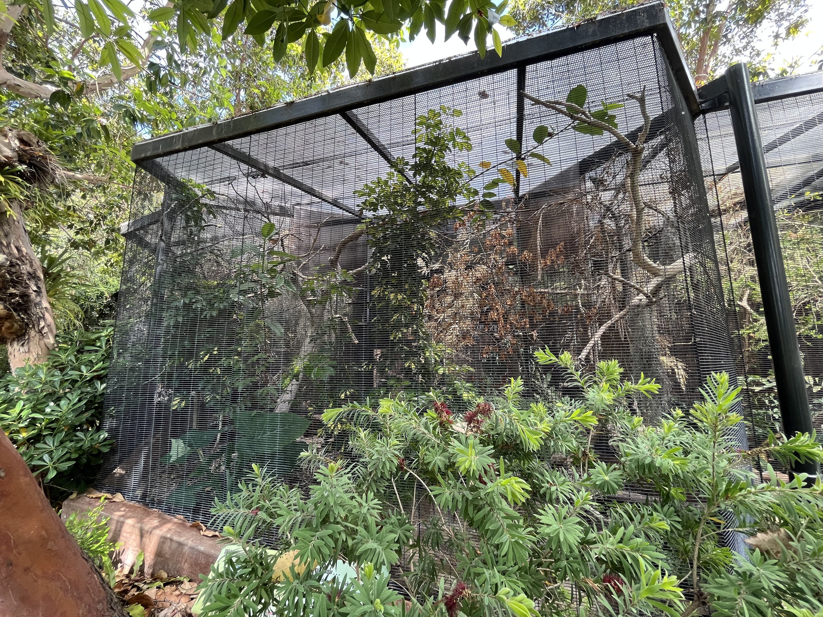 White-breasted Woodswallow Aviary