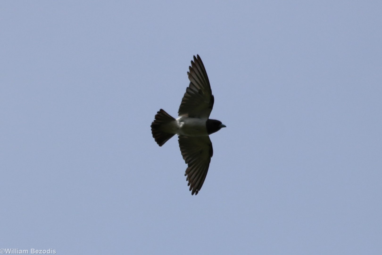 White-breasted Woodswallow - Crocker Range