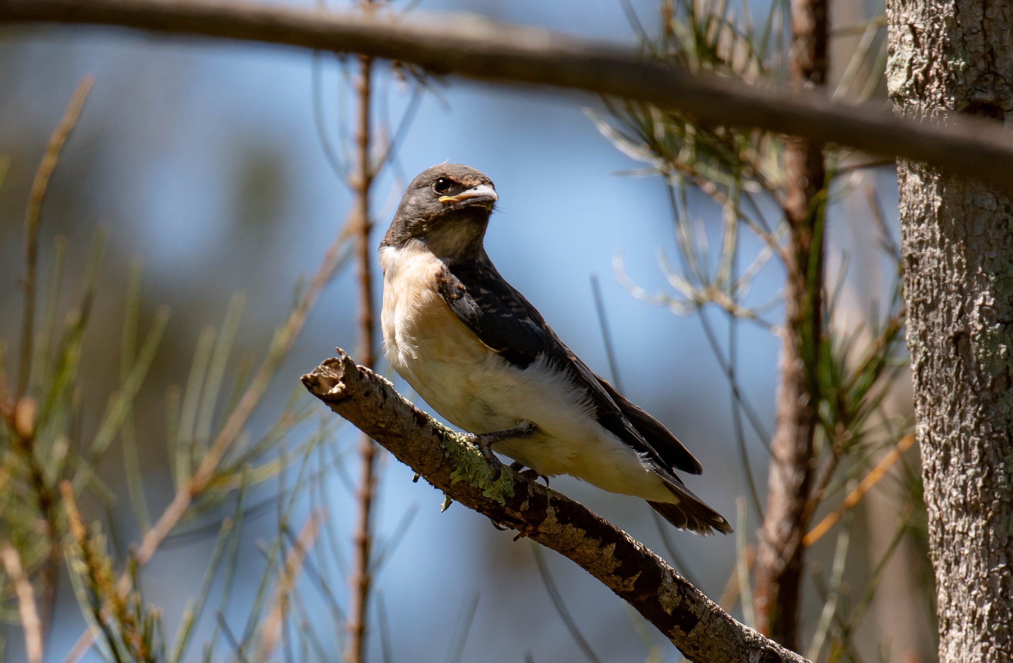 White-breasted Woodswallow juvenile