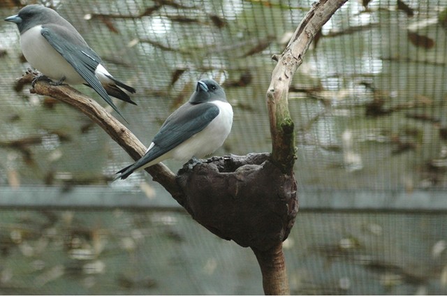 White-breasted Woodswallow Nest