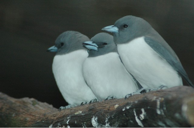 White-breasted Woodswallow