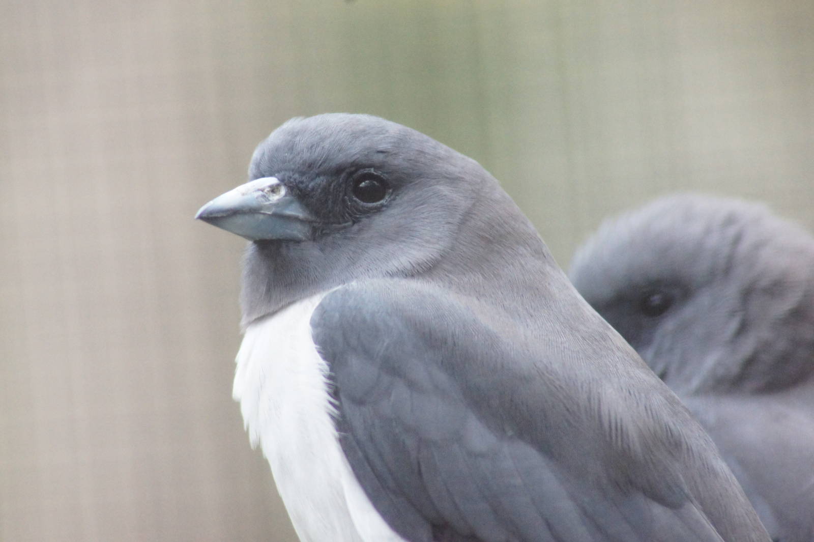 White-breasted woodswallow