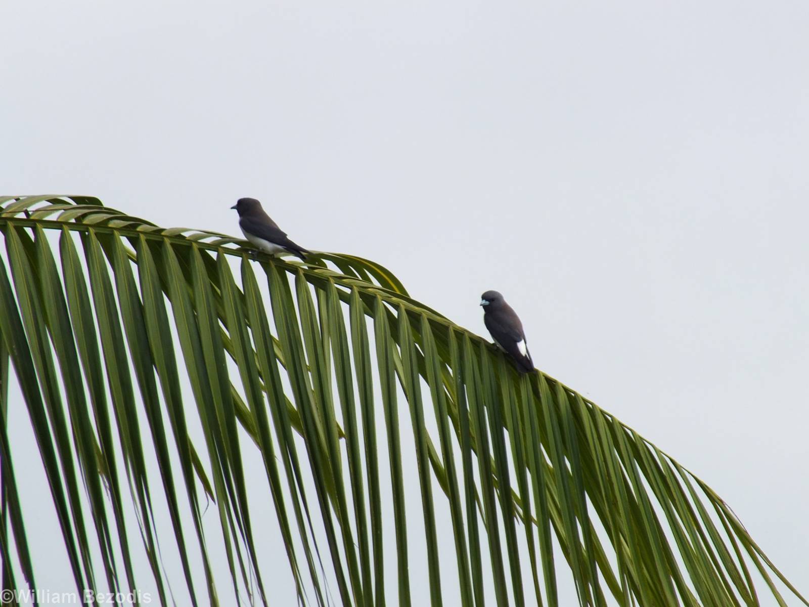 White-breasted Woodswallow