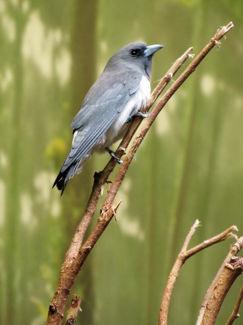 White-breasted woodswallow