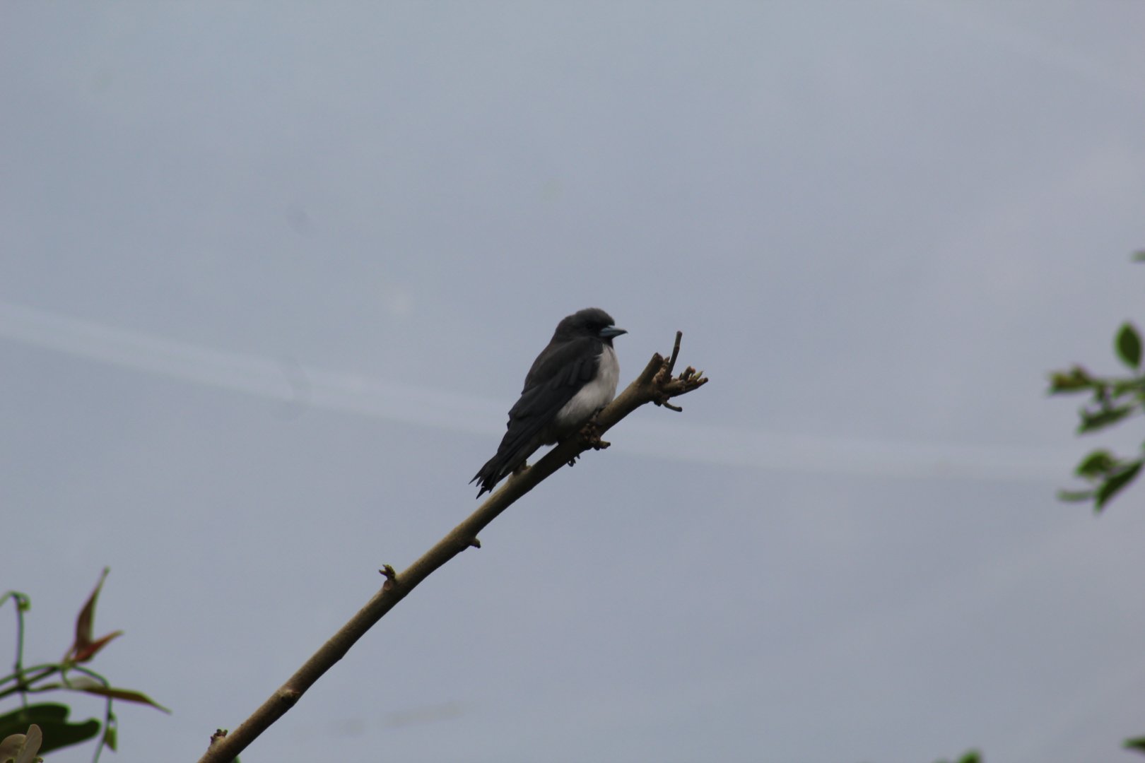 White-Breasted Woodswallow