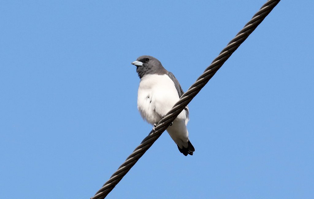 White-breasted Woodswallow