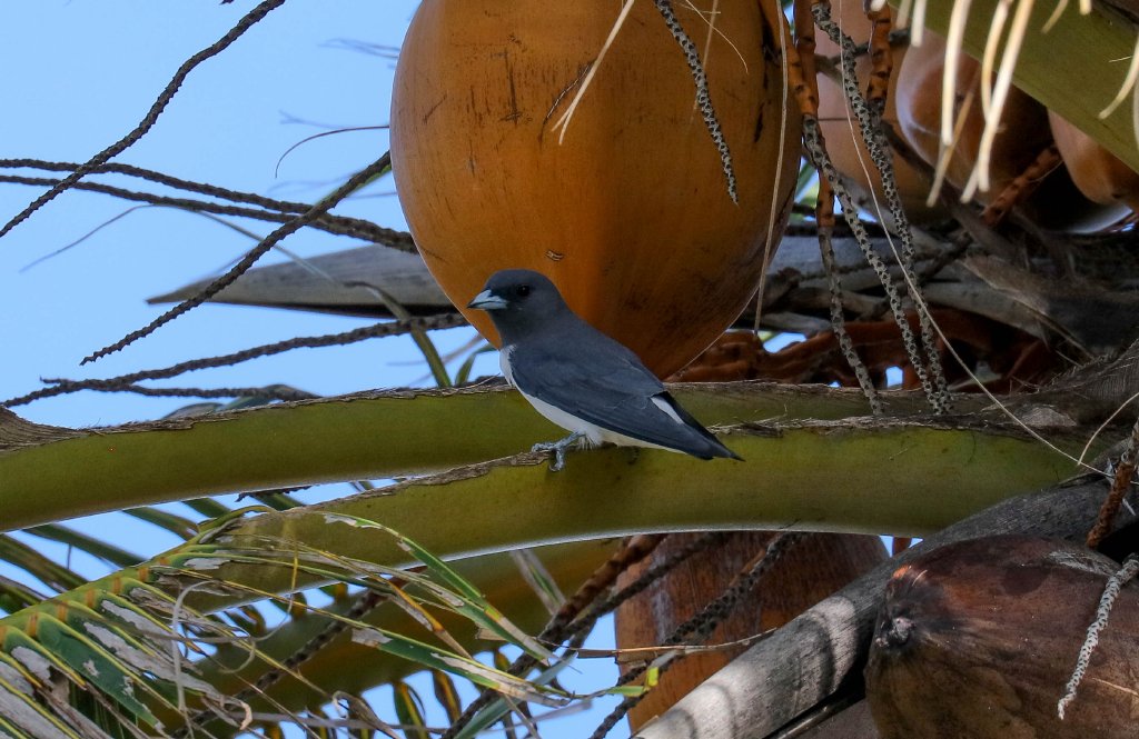 White-breasted Woodswallow