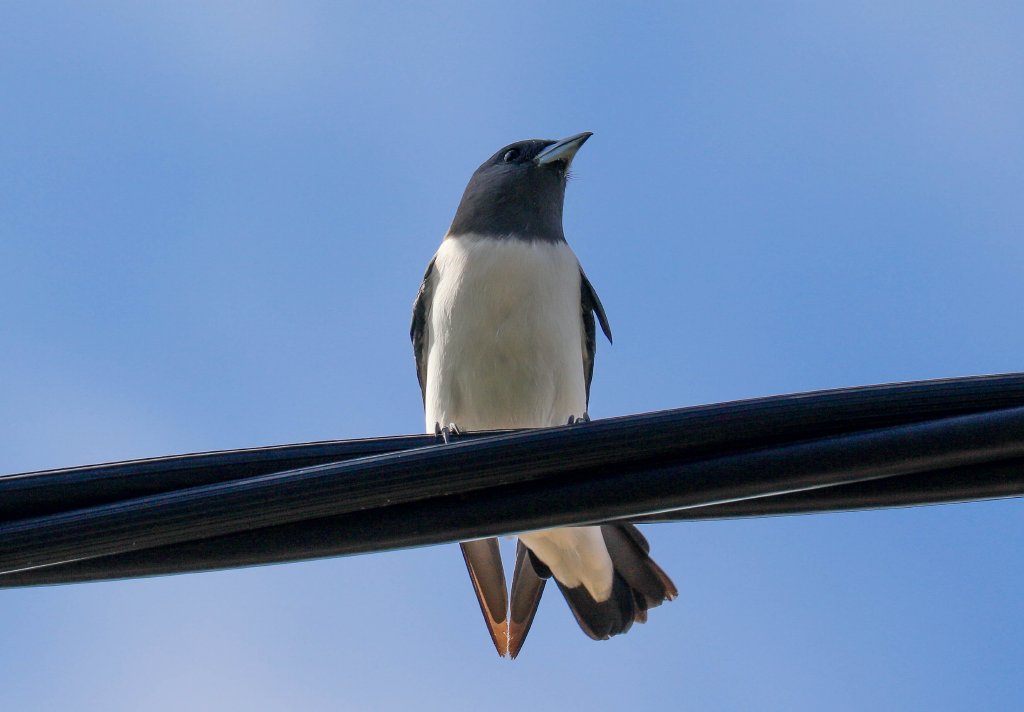 White-breasted Woodswallow