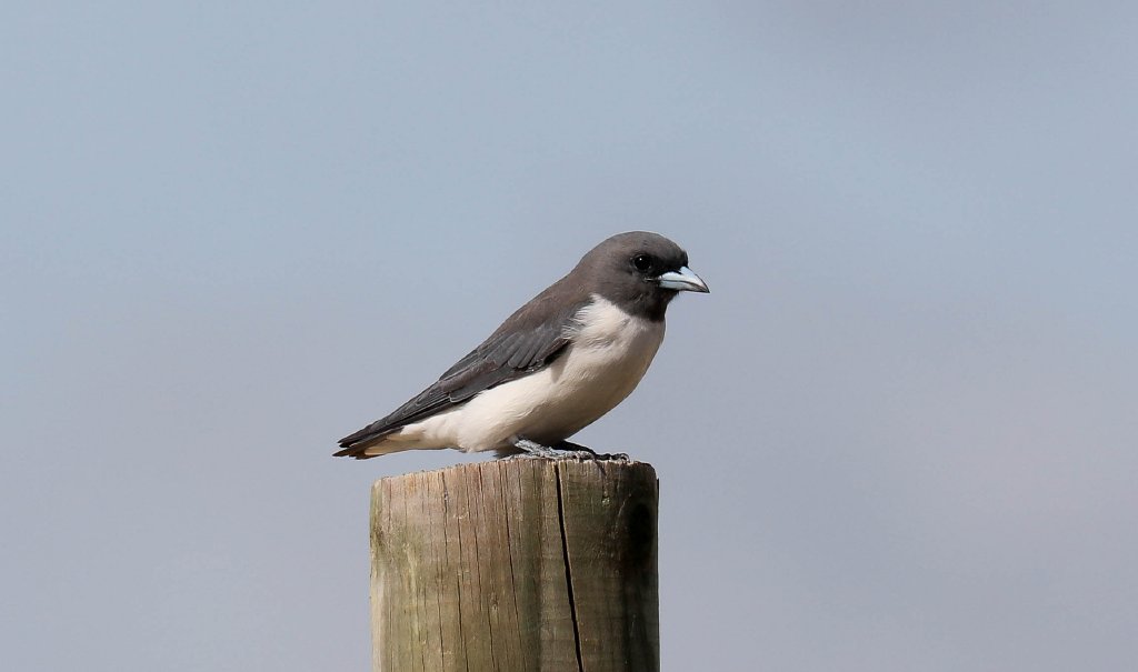 White-breasted Woodswallow