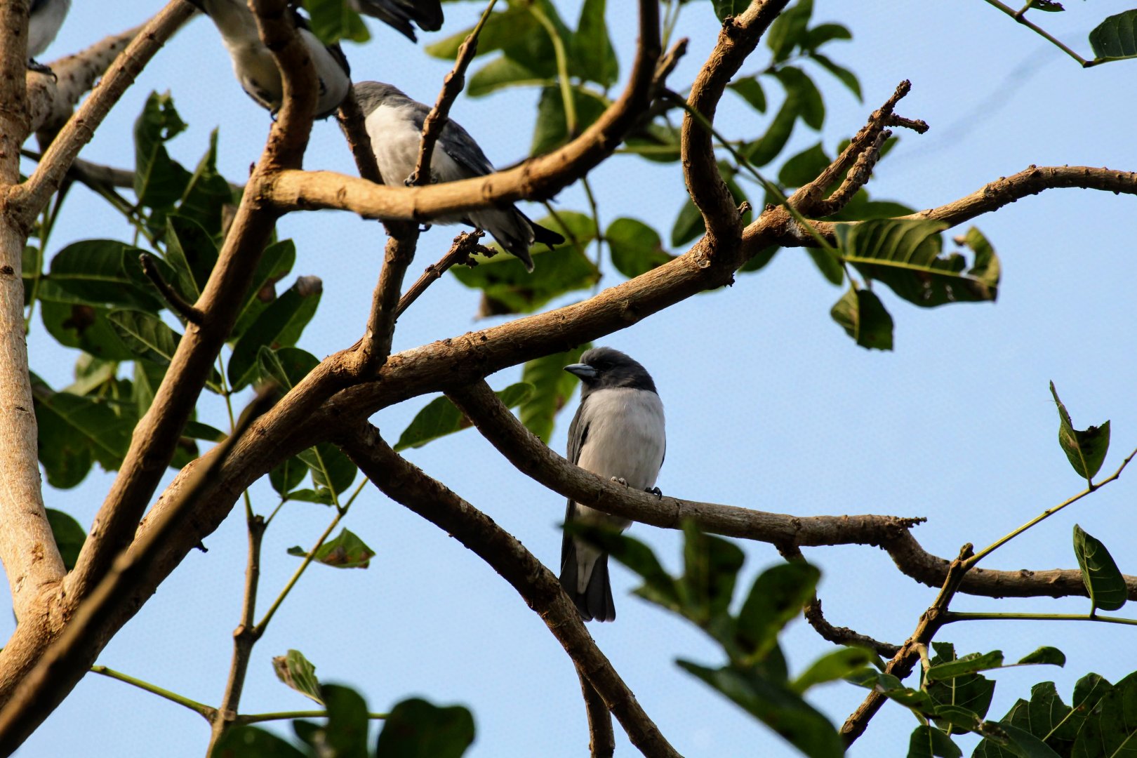 White-breasted Woodswallow