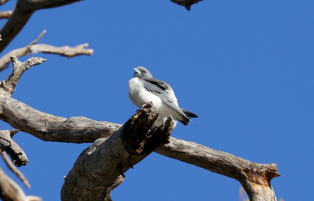 White-breasted Woodswallow