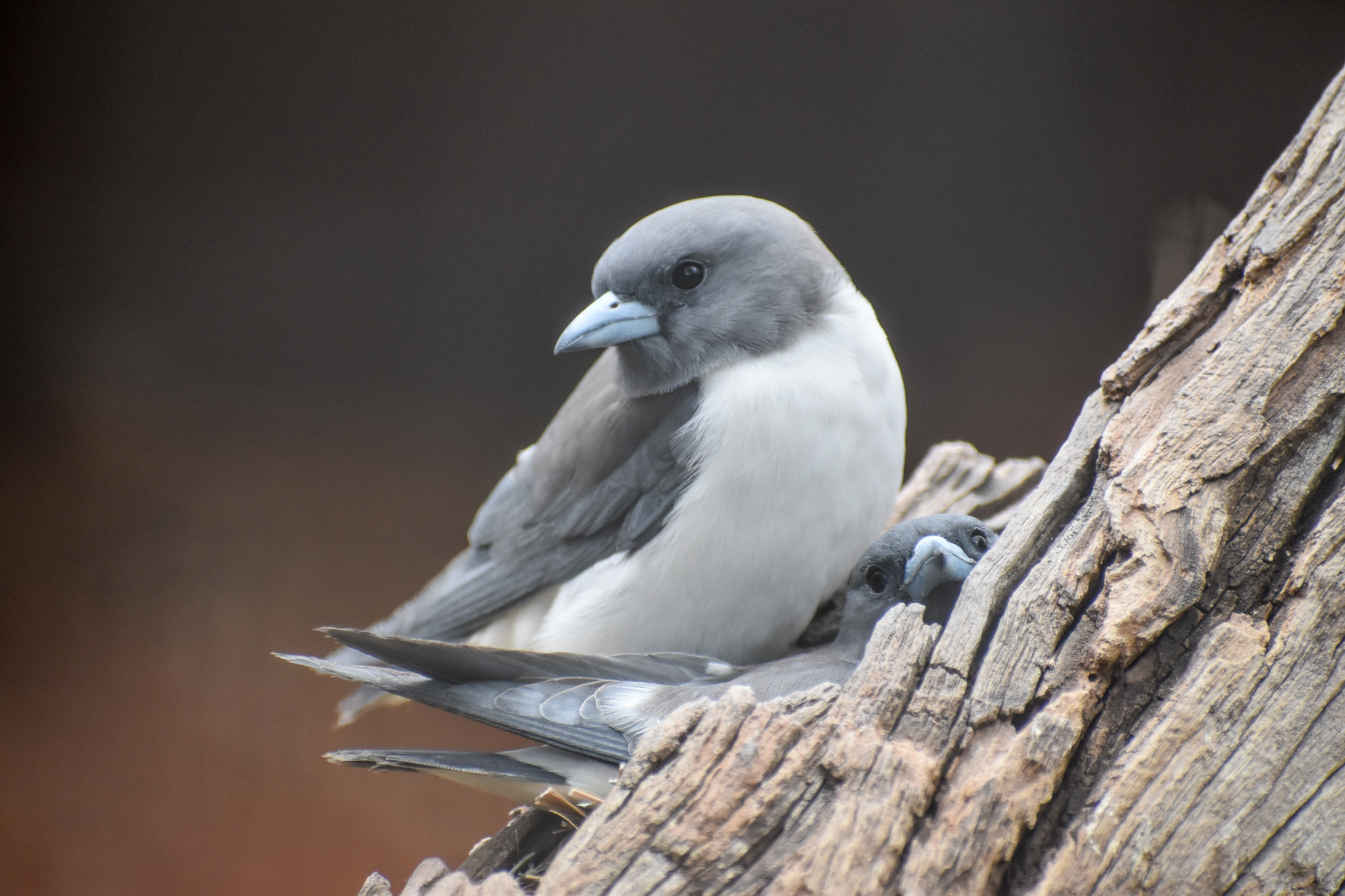 White-breasted Woodswallow