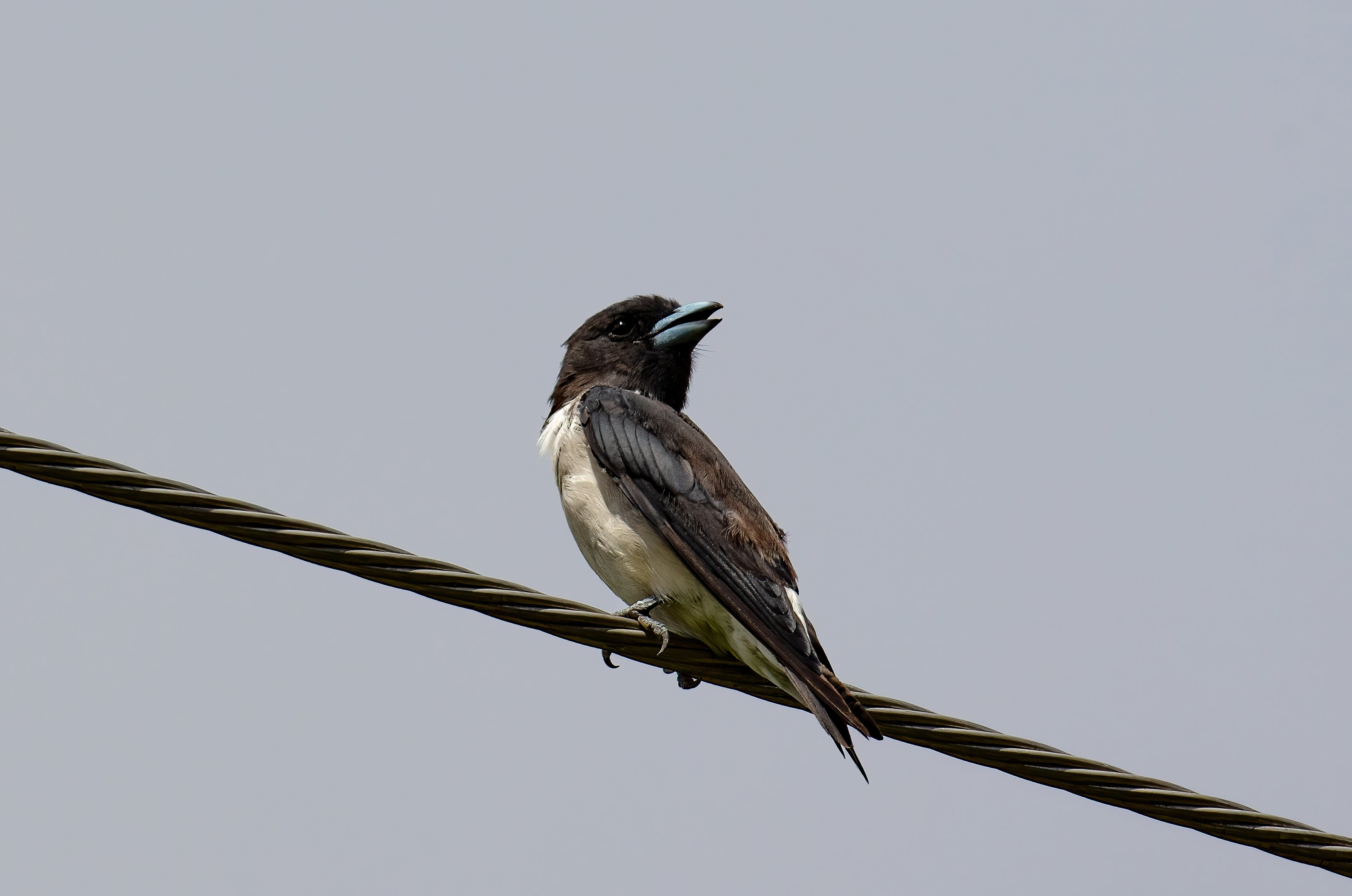 White-breasted Woodswallow