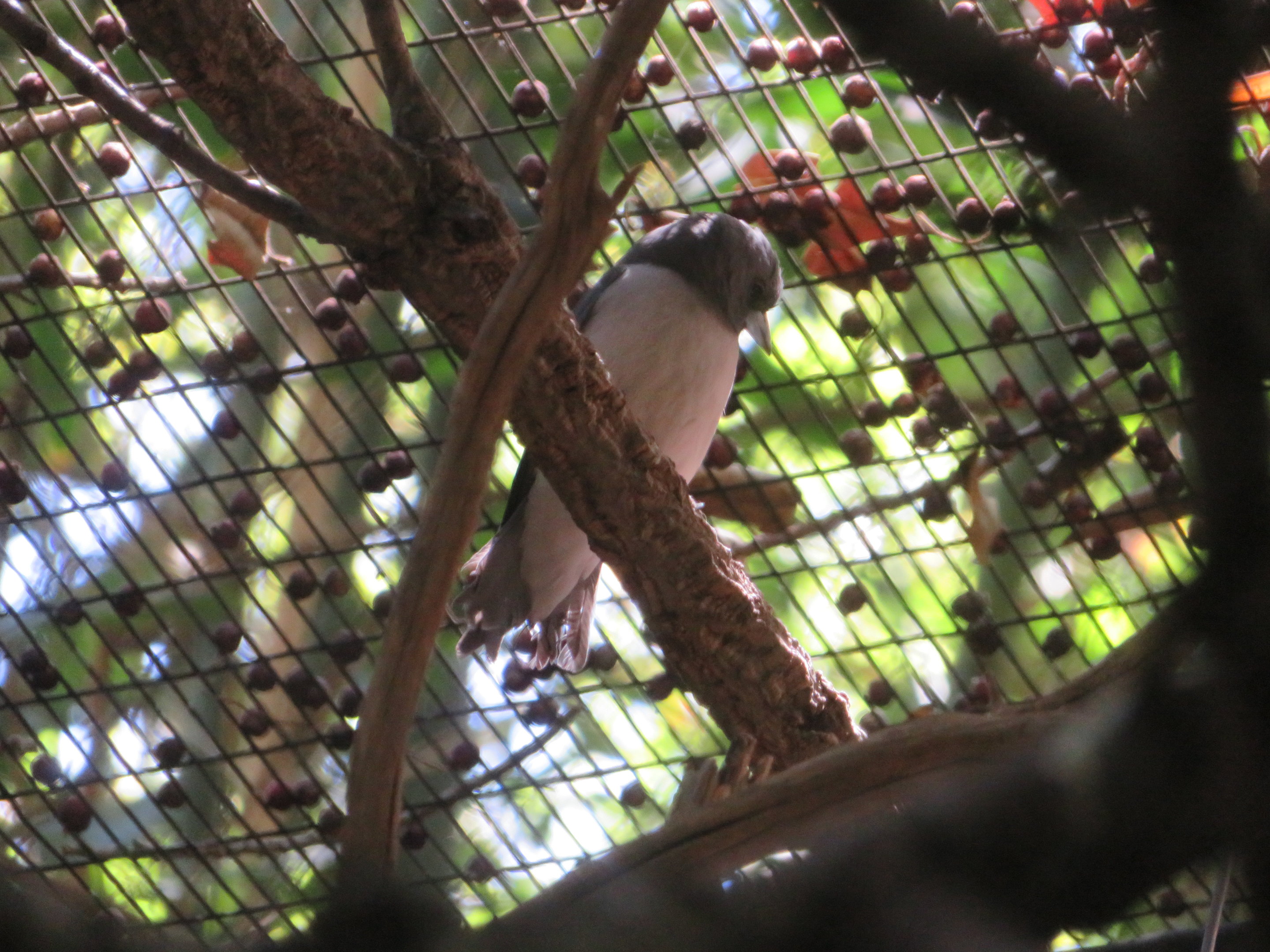 White-breasted Woodswallow