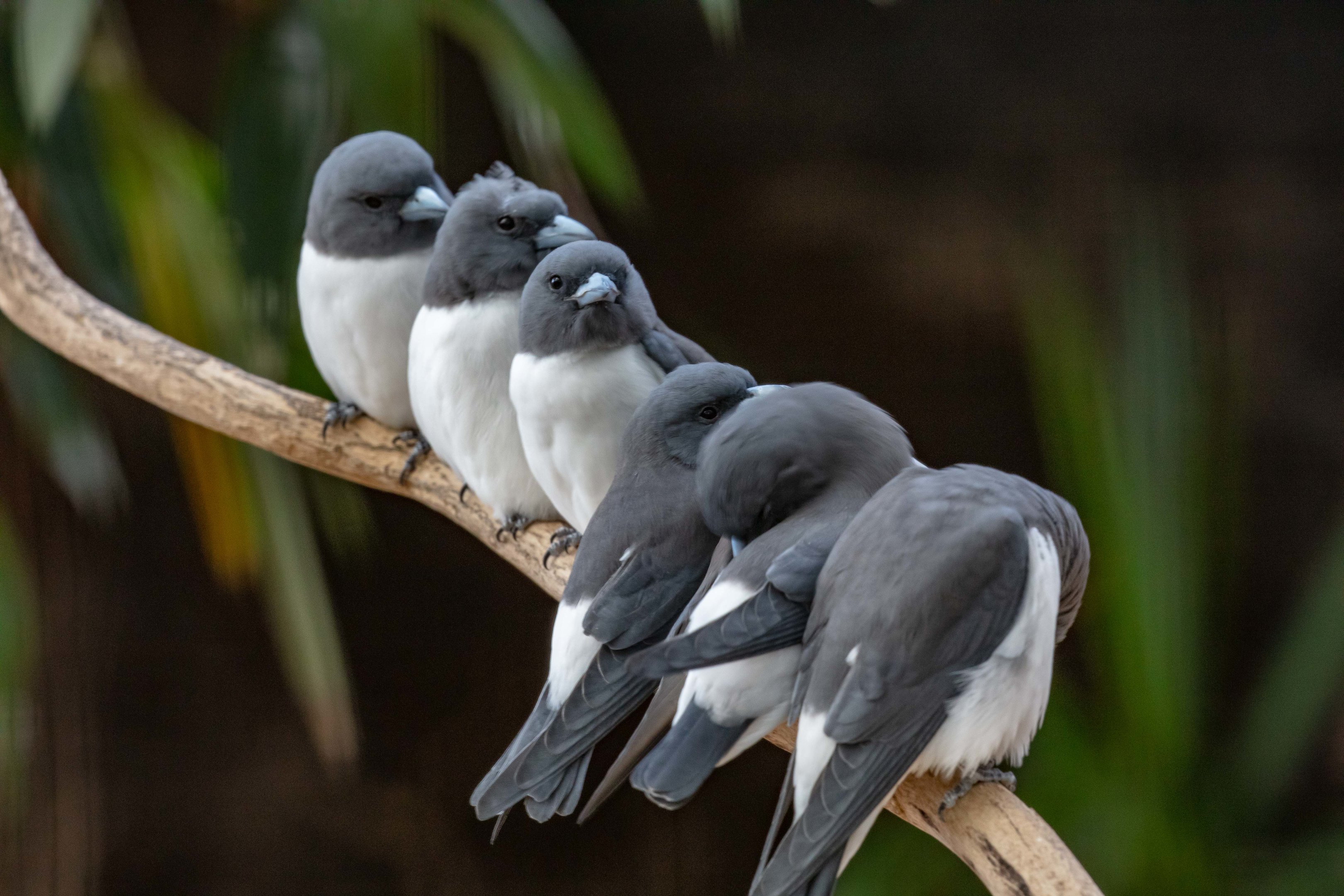 White-breasted Woodswallow