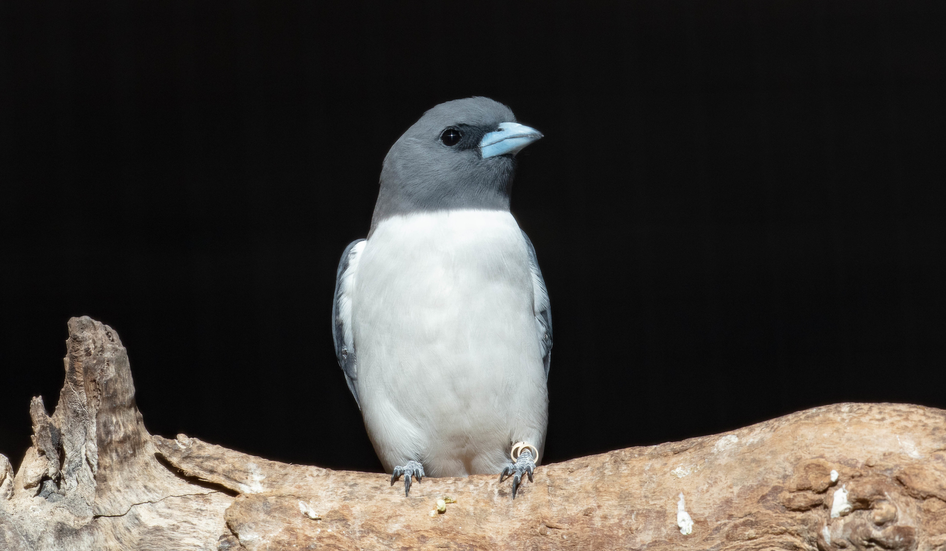 White-breasted Woodswallow